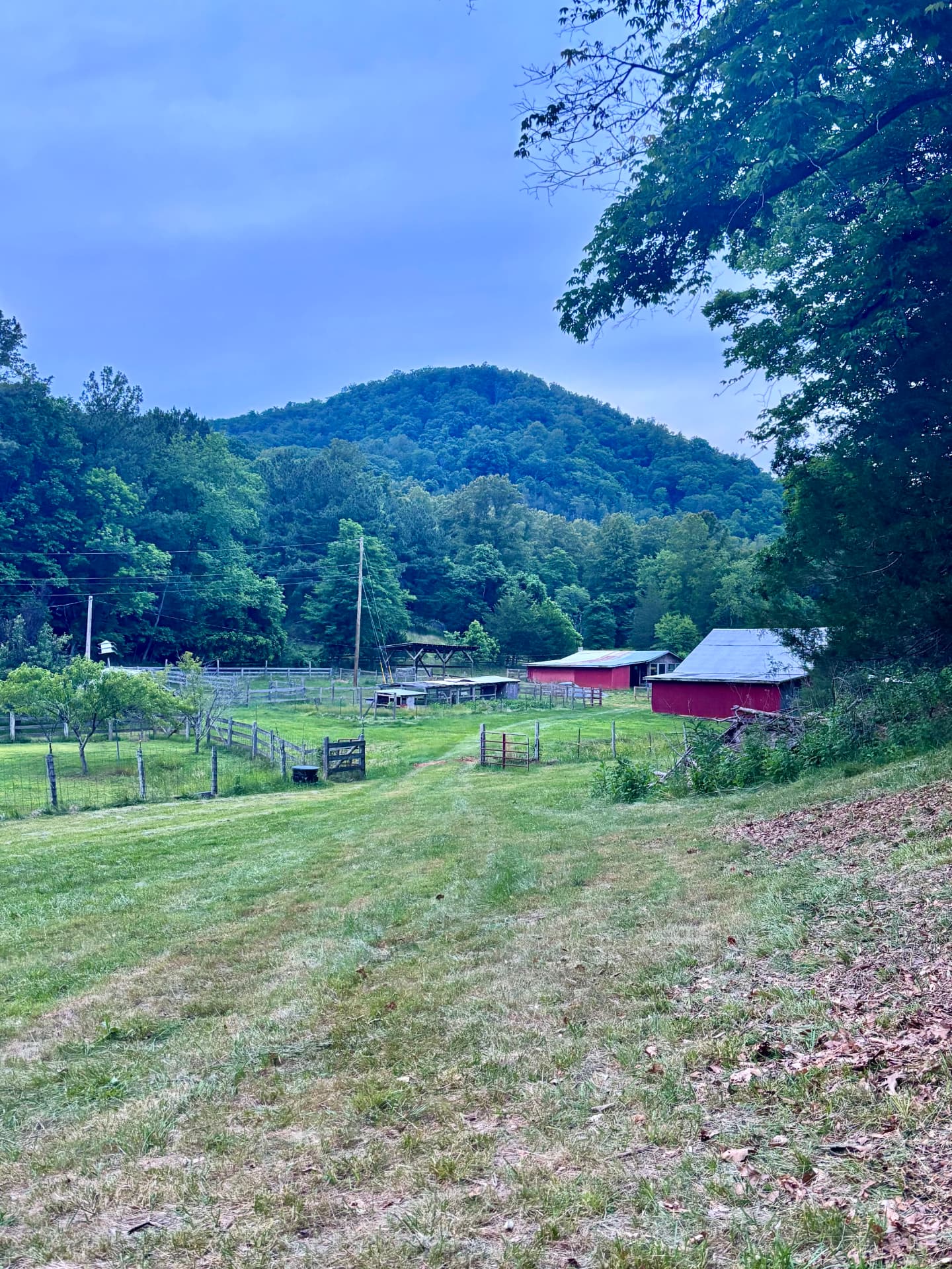 The red barns of Free Holler Farm beneath the Blue Ridge