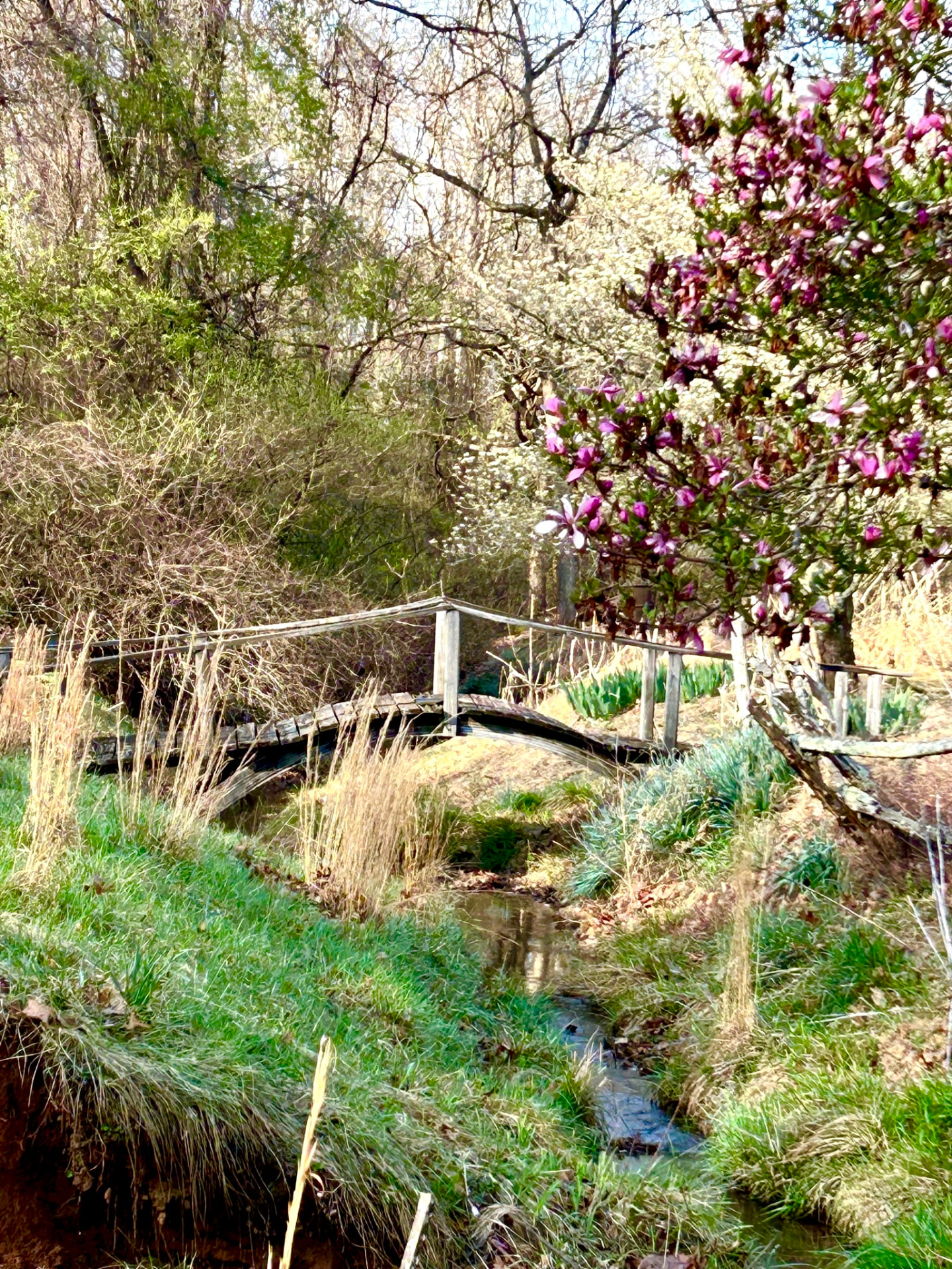 A small wooden bridge over a creek blooming with spring flowers at Free Holler Farm