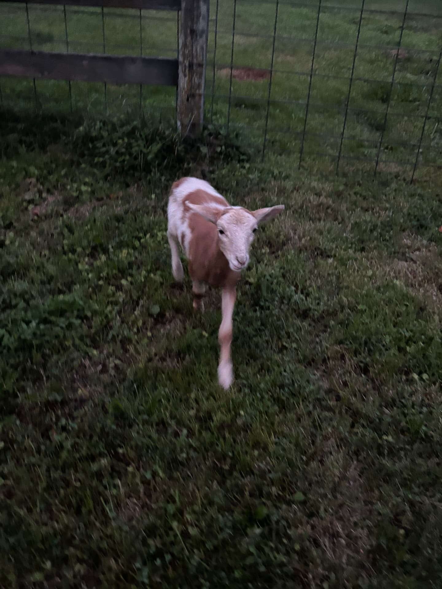 Biscuit, a young lamb, in the grass at Free Holler Farm