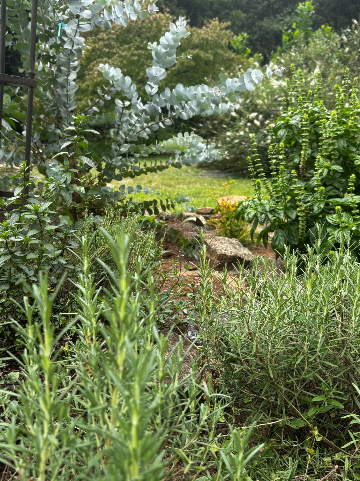 Herbs growing in the garden at Free Holler Farm, used in nourishing meals at the farm